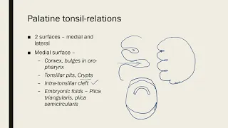 Palatine Tonsil