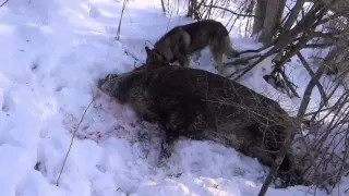 Секач из под Соболя.