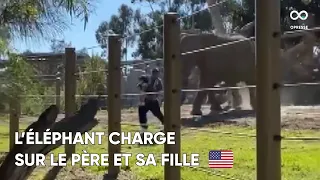 Un père, avec sa fille, rentre dans l'enclos des éléphants et l'animal charge