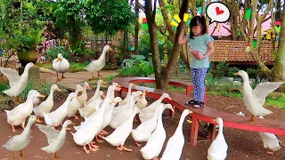 Yuk Kasih Makan Bebek Lucu Berenang | Bermain Bersama Binatang Lucu