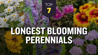 TOP 7 Longest Blooming Perennials 🌷🌺 Flowering in Spring Summer and Fall Season 🌼