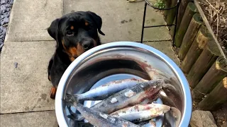 Can Dogs Eat Raw Fish?