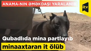 Qubadlıda mina partlayıb, ANAMA nın əməkdaşı yaralanıb, minaaxtaran it ölüb