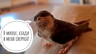 A little swallow learns to fly like a big one