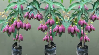 A great way to reproduce mango trees with young bananas to get fruit fast in a very short time