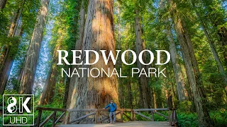 Silent Wallpapers Slideshow 8K HDR - Amazing Nature of Redwood National Park