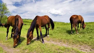 Wild Mustangs - A Legacy in 4K || Mustang Horse || Cowboy || A Symbol of Wild Beauty