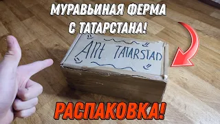Распаковка муравьиной фермы с Татарстана! | Много чего интересного! #распаковка