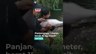 Terjerat di Antara Eceng Gondok dan Sampah