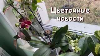 Цветочные новости. Комнатные растения.