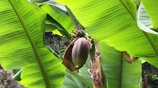 Banana plant fruiting in Ireland!