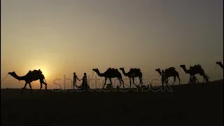 Beauty of the World // Camel Walk in Desert in Evening