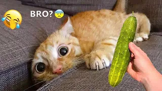 😂😂 Funniest Cats and Dogs Videos 🐱🤣 Funniest Animals #18