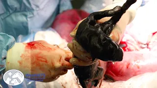 WestVETS | Dog caesarean