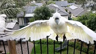 Wild Cockatoo BRIBERY!!🕊️🥜🍰😋😀🤤🥰😆