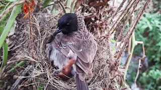Epi 13 | Bird Pushed all her Baby birds Out of the NEST ||| Bulbul Bird nest | black bulbul | day3