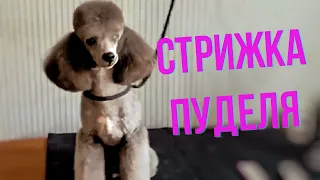 ✂️Стрижка, груминг пуделя. Домашняя стрижка пуделя Маркиза