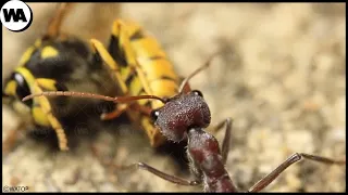 Esta Es la Razón por la Que Todos los Insectos Tienen Miedo de las Hormigas
