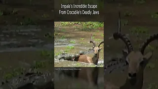 Impala's Incredible Escape From Crocodile's Deadly Jaws