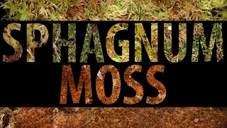 Sphagnum moss (Sphagnum sp.)