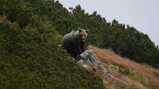 Medved hnedý na skale v kosodrevine,Tatry