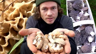 Der absolute Morchel Wahnsinn - Pilze sammeln im Frühling