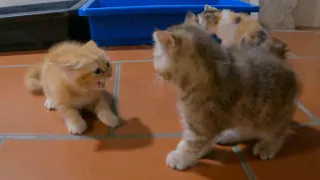Kittens fight with each other, causing the mother cat to speak out.