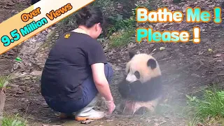 Panda Asks Nanny To Bathe Her | iPanda
