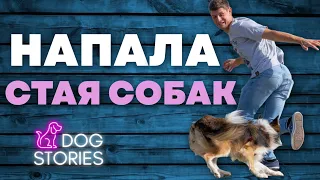 Напала стая собак 🐕 Советы кинолога как избежать нападения 🐩 Что делать если на вас бежит собака 🐾