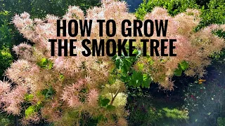 How to grow the Smoke Tree