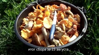 Грибы в Подмосковье 2019 август. Торговля грибами. Какие грибы продают дёшевли и почему.