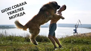 Леонбергер Михей 3 года 88кг. Leonberger Micah 3 years 88kg