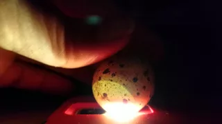 Quail egg candling day 14