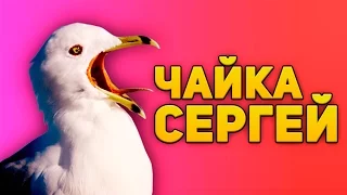 ЧАЙКА СЕРГЕЙ (CS:GO)