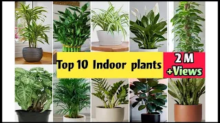 Best Indoor Plants India | Best Indoor Plants for Clean Air | Top 10 Indoor plants in India