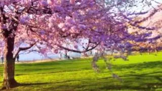 Urik gullaganda...uzbek song about orchard blossom