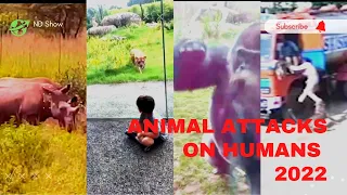 animal attacks humans😮 2022 | dangerous animal attack😐|Which animals attack humans?