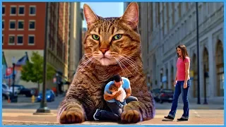 The BIG Mean Kitty Song - Official Music Video [KIDS SONGS]