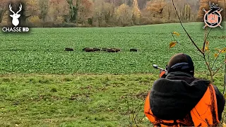 3 WILDBOARS WITH ONLY 2 BULLETS ! DRIVEN HUNT IN FRANCE