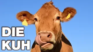 Die Kuh - Anatomie und Biologie | Alternative Fakten fürs Referat | Parodie