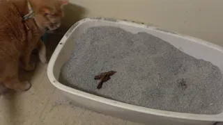 Cat pooping in litter box on August 31, 2020