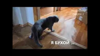 Говорящие коты! Лучшая подборка!