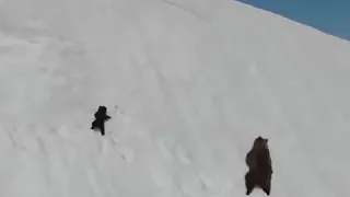 Медвежонок карабкается по снежной скале. Никогда не сдавайся!