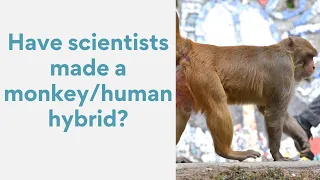 Have scientists made a monkey/human hybrid?