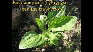 Бақаяпирмоқ ( зубтурум ) ҳақида маълумот.