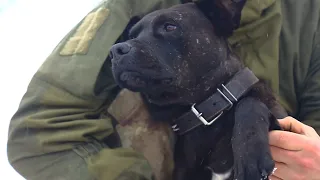 Saving Corporal The Canine, Ukraine's Dog Of War