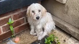 Under the heavy rain, she sat trembling in the corner of the building with wet fur