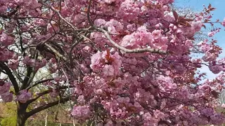 Сакура и другие деревья Цветут.