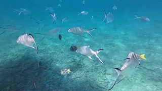 Snorkeling Paradise St. Pierre Seychelles Aerials & Underwater Shoots 2022