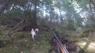 Chasse  bécasse en montagne